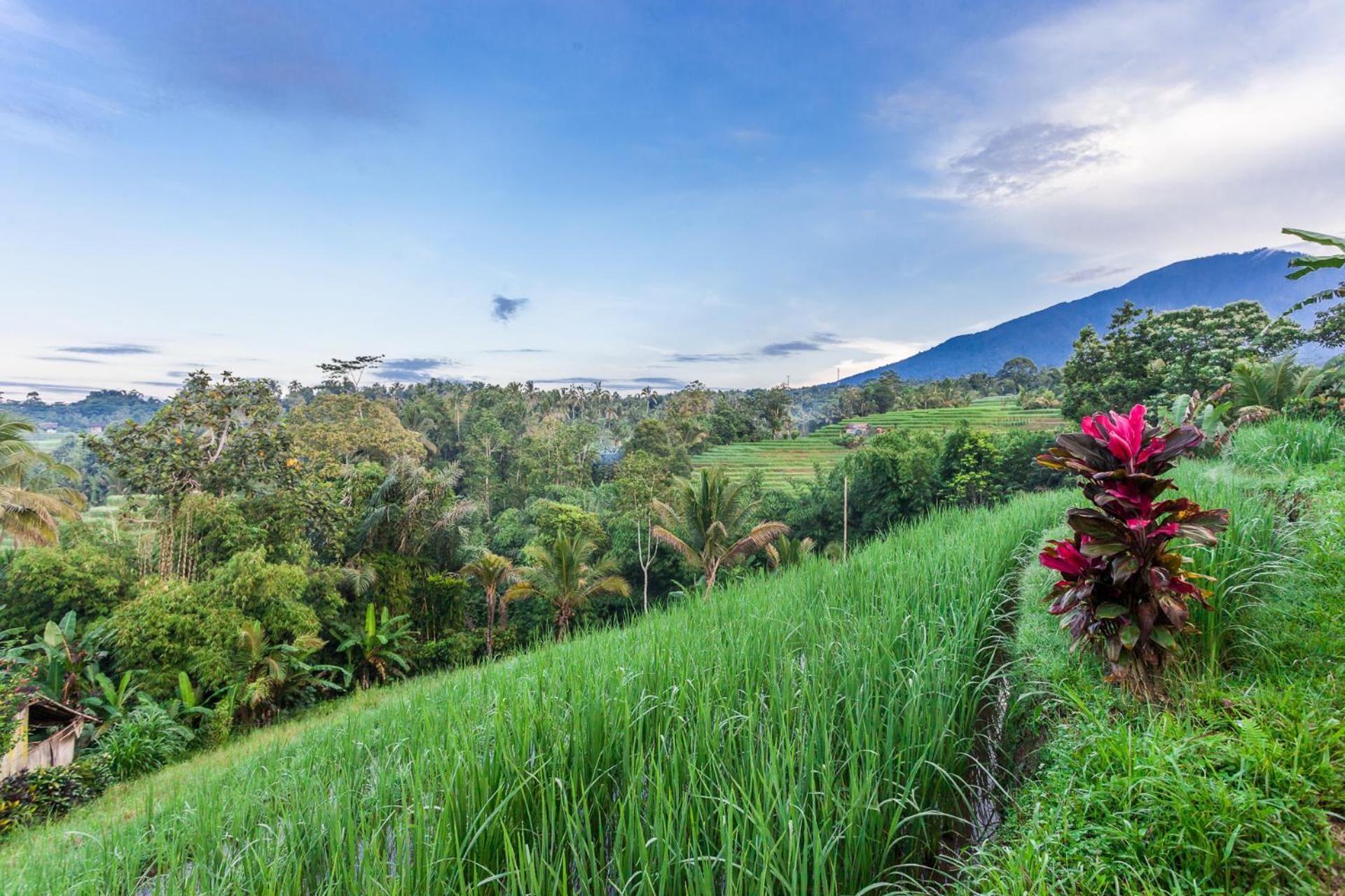 Carik Tangis Boutique Homestay Jatiluwih Dış mekan fotoğraf